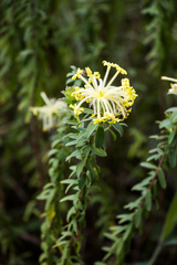 Lasiosiphon anthylloides