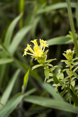 Lasiosiphon anthylloides