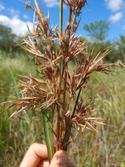 Cymbopogon nardus
