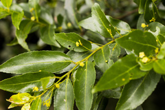 Maytenus peduncularis