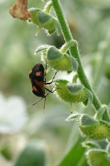Deraeocoris schach