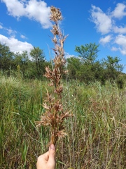 Cymbopogon nardus