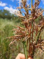 Cymbopogon nardus