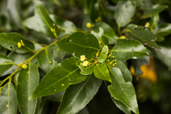 Maytenus peduncularis