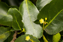 Maytenus peduncularis