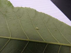 Caryomyia recurvata
