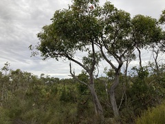 Eucalyptus arenacea