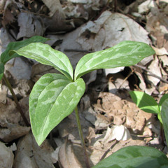 Trillium recurvatum