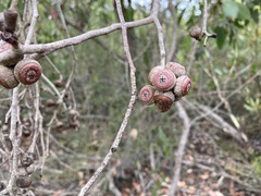 Eucalyptus arenacea