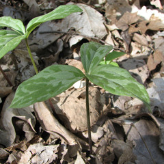 Trillium recurvatum