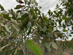 Eucalyptus arenacea