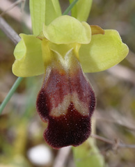 Ophrys vasconica