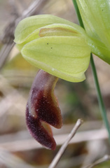 Ophrys vasconica