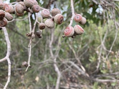 Eucalyptus arenacea