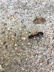 Camponotus novaeboracensis