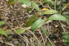 Triflorensia cameronii