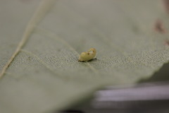 Caryomyia recurvata