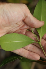 Triflorensia cameronii