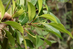 Triflorensia cameronii