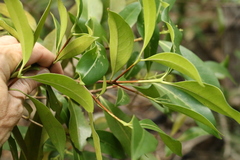 Triflorensia cameronii