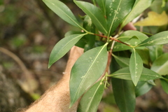 Triflorensia cameronii