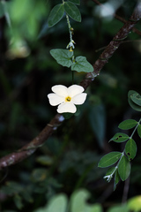 Thunbergia dregeana