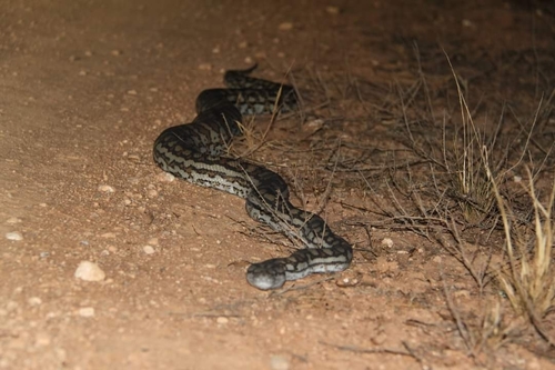 Inland Carpet Python sighting