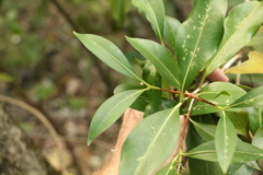 Triflorensia cameronii