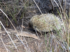 Tachyglossus aculeatus multiaculeatus