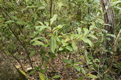 Triflorensia cameronii