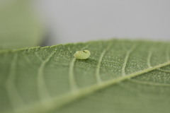 Caryomyia recurvata