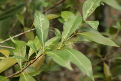 Triflorensia cameronii