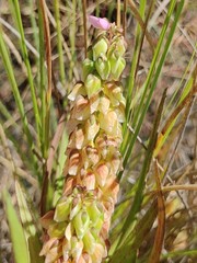 Polygala albida