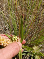 Polygala albida