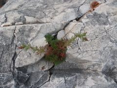 Chamaerhodos grandiflora