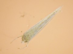 Stegommata sulfuratella