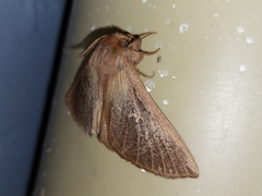 Phyllalia thunbergii