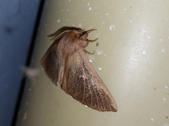 Phyllalia thunbergii