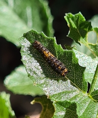 Papilio demoleus sthenelus