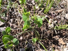 Aristolochia clematitis