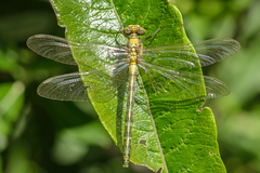 Octogomphus specularis