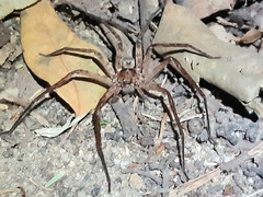Heteropoda cervina