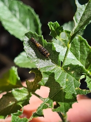 Papilio demoleus sthenelus