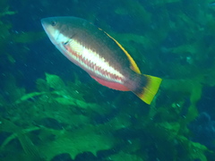 Pseudolabrus biserialis