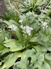 Allium ursinum