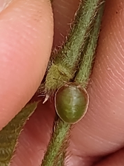 Coptosoma xanthogramma