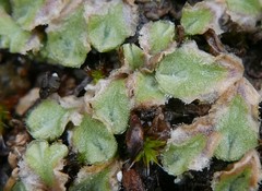 Riccia gougetiana