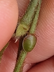 Coptosoma xanthogramma