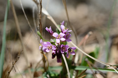 Arabis rosea