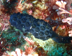 Polycitoridae